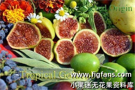 24.热带金莓 Tropical Goldenberry 枝条-小果迷