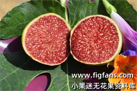 24.热带金莓 Tropical Goldenberry 枝条-小果迷