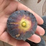 凯歌的头像-小果迷