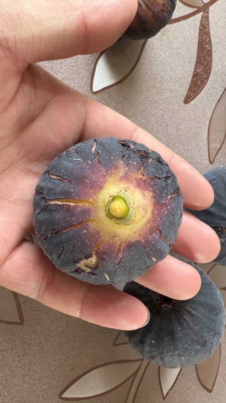 2025_08_03_10_11_IMG_4343