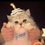 Zzo的头像-小果迷