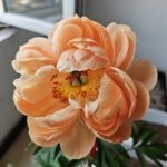 jacksoncong的头像-小果迷