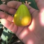 Kun2025的头像-小果迷