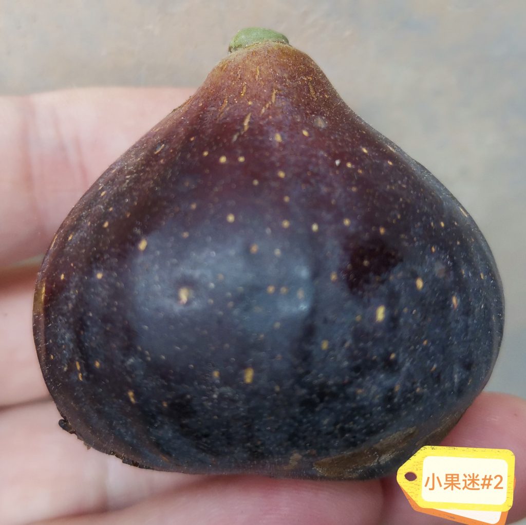 小果迷#2品种简介-小果迷