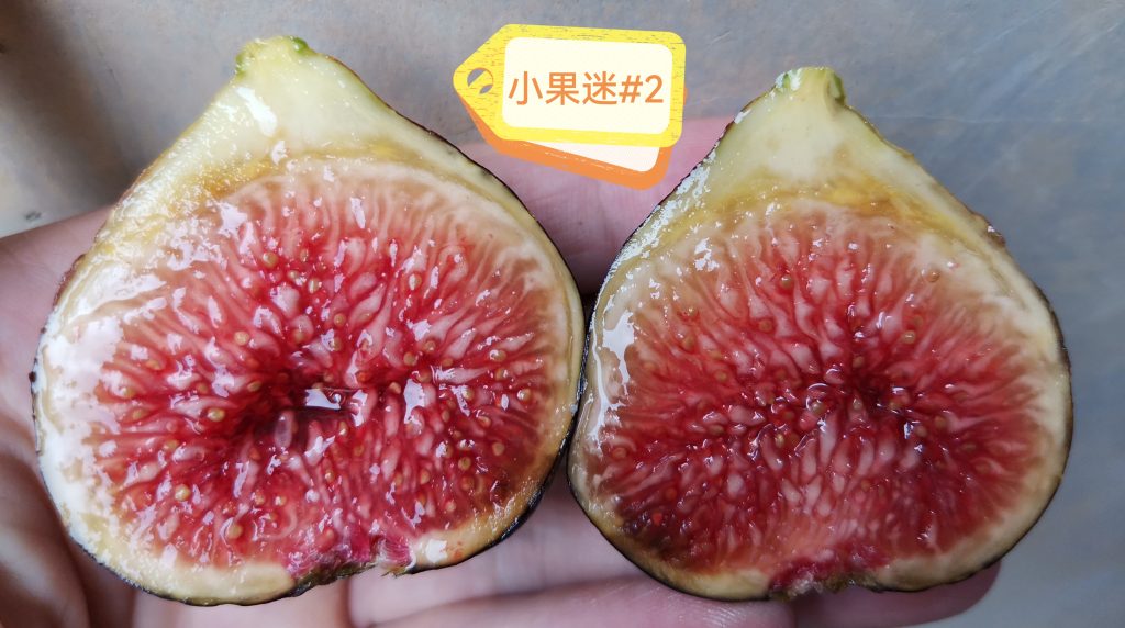 小果迷#2品种简介-小果迷