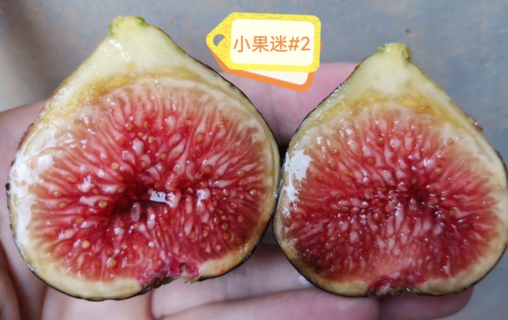 小果迷#2品种简介-小果迷