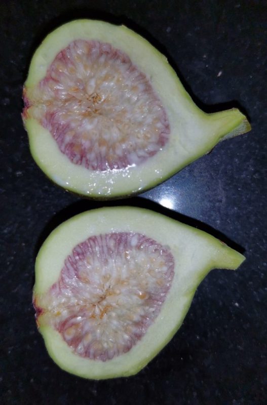 蜜李枝条一根如图B-小果迷