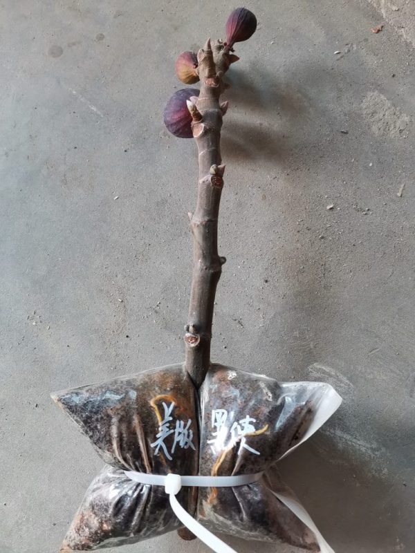 美版黑使包根少水大-小果迷