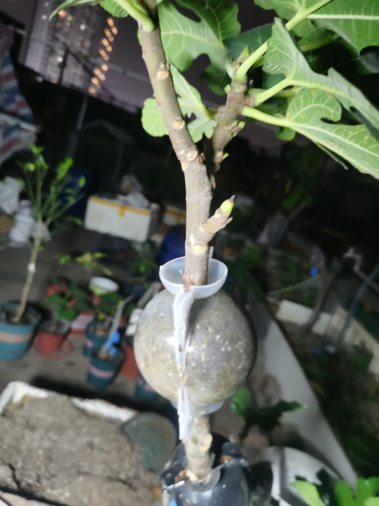 评论图片-小果迷