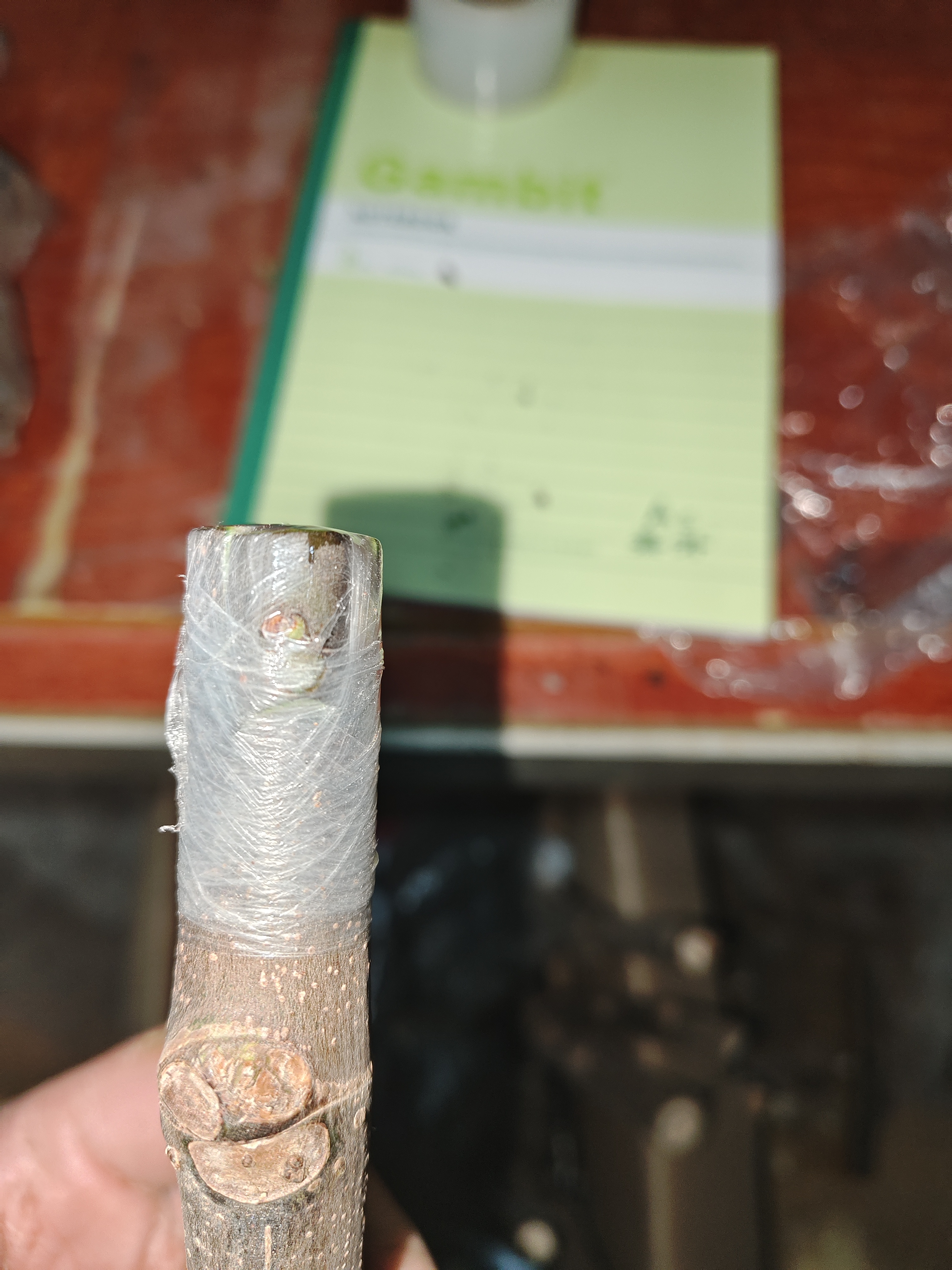 禁忌现嫁接白头苗，不需要授粉，品种包对版，不包成活。-小果迷