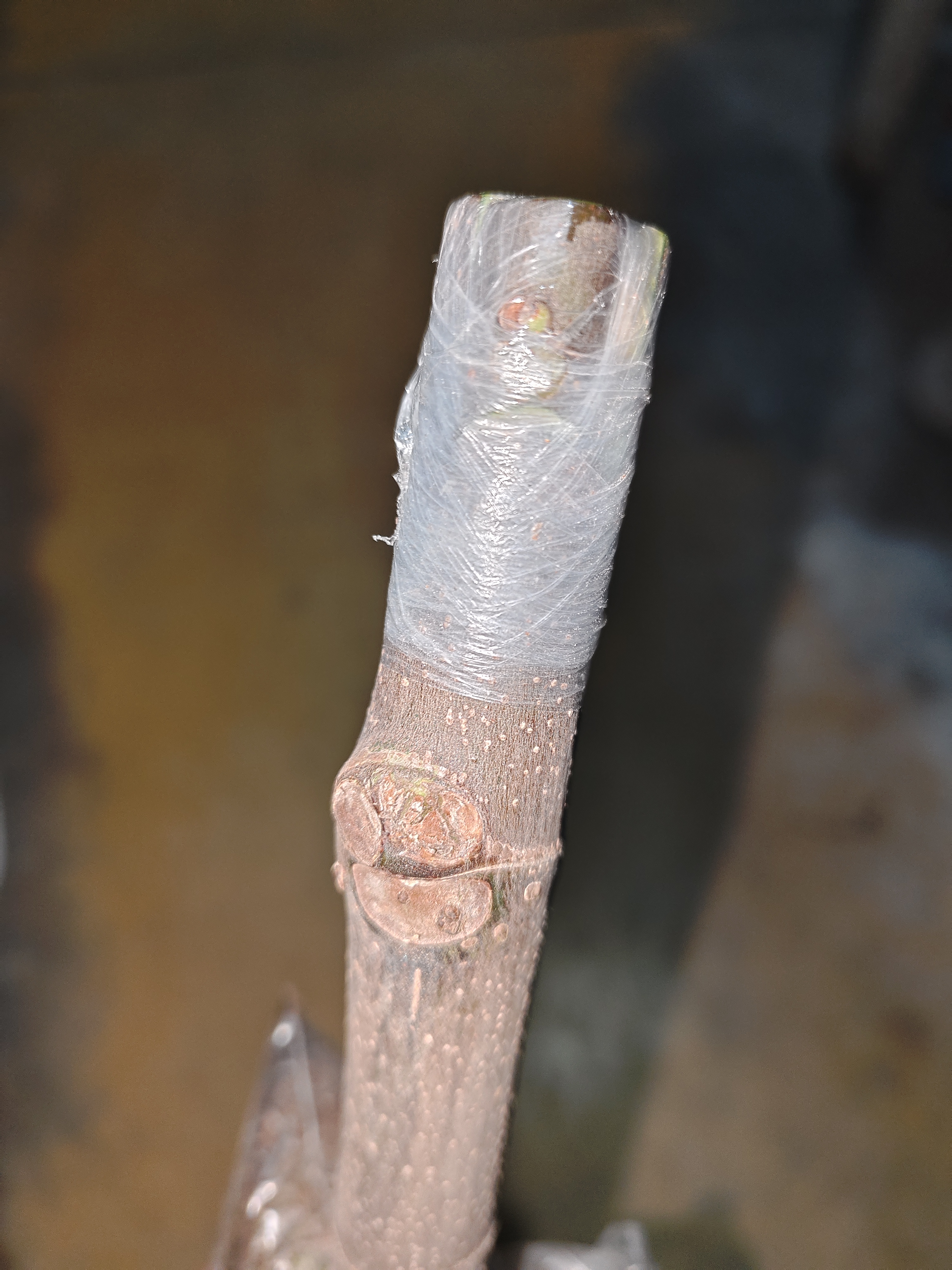 禁忌现嫁接白头苗，不需要授粉，品种包对版，不包成活。-小果迷