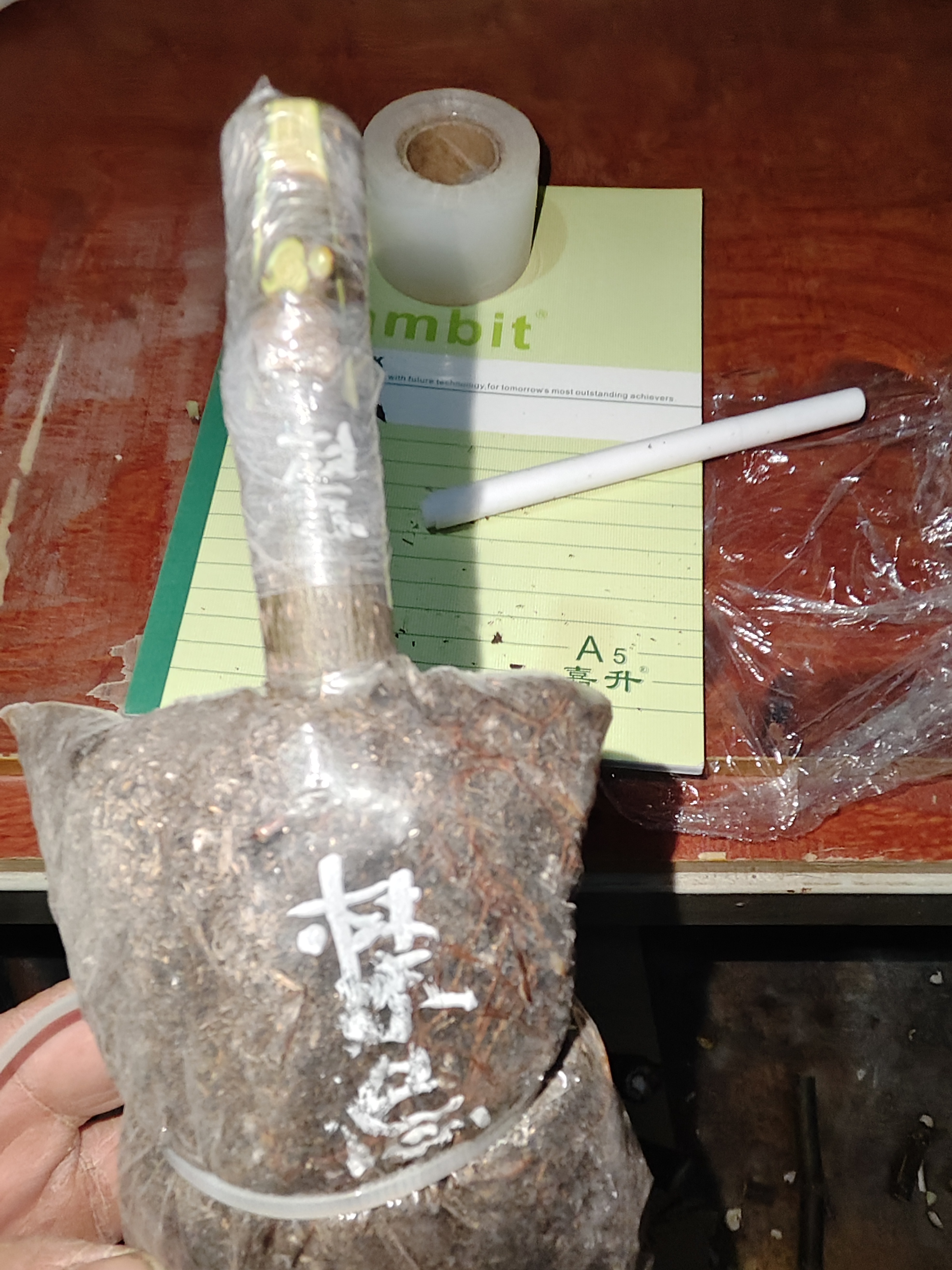 禁忌现嫁接白头苗-小果迷