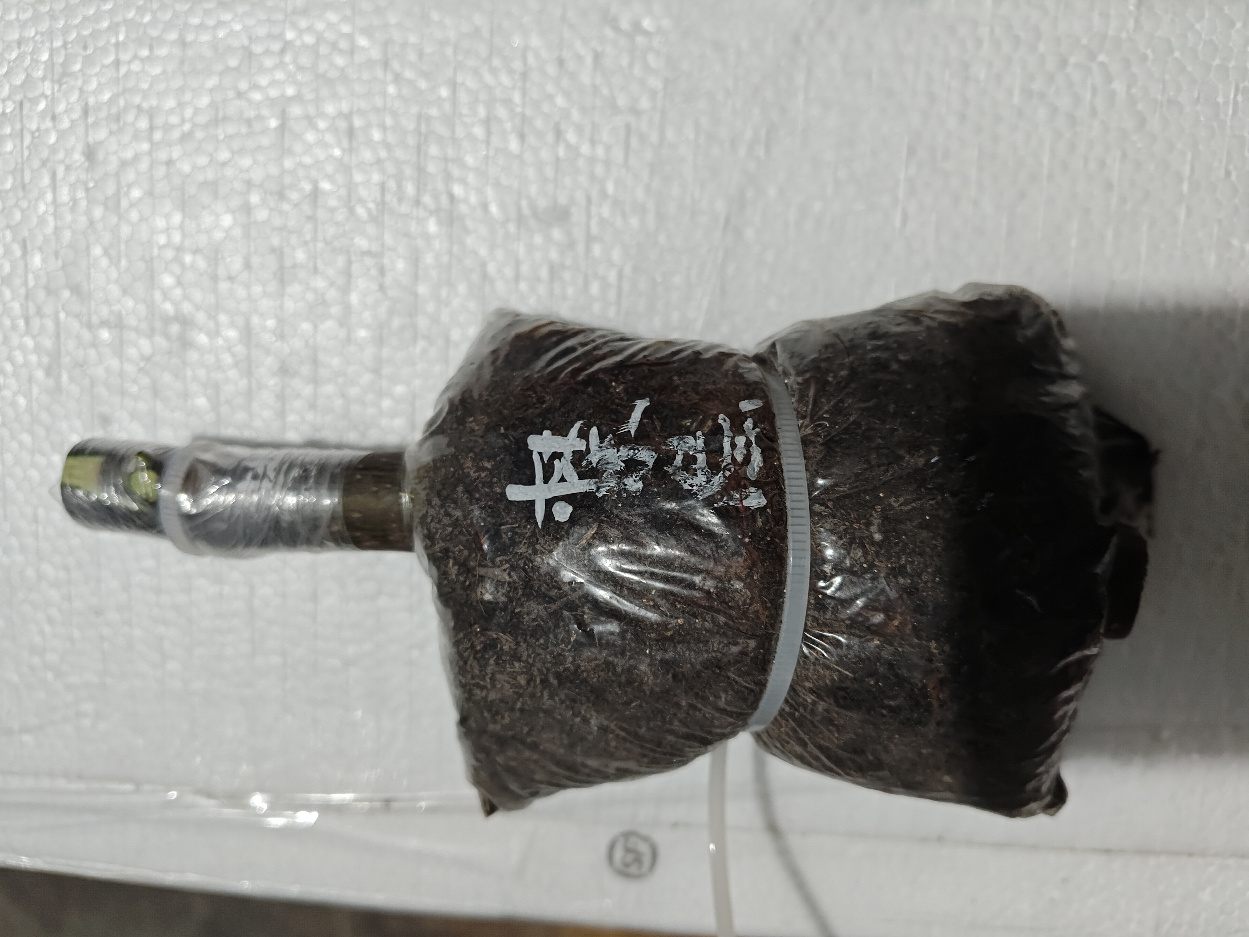 禁忌现嫁接白头苗-小果迷