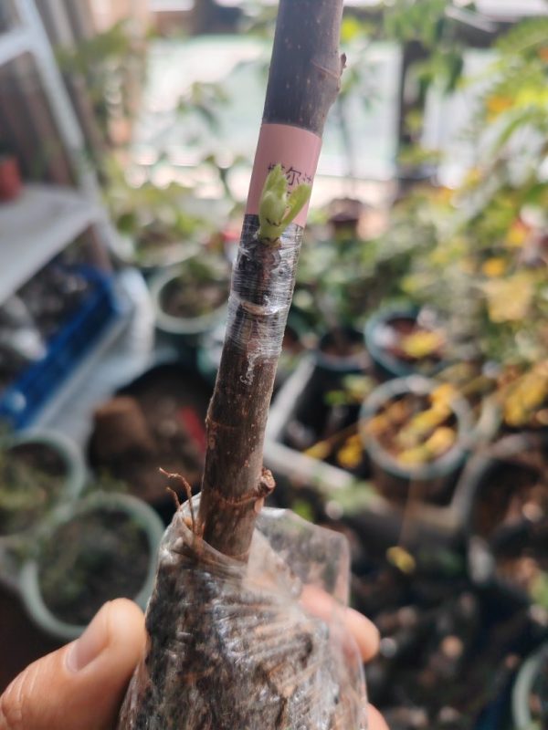 拍卖一棵博尔达嫁接苗苗已发芽生新根-小果迷