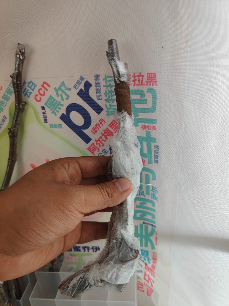 拍卖莫拉维尔利亚白头苗二号-小果迷