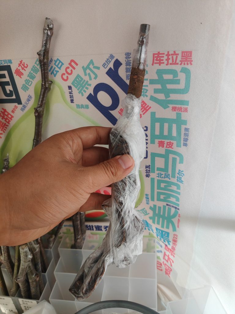 拍卖莫拉维尔利亚白头苗二号-小果迷