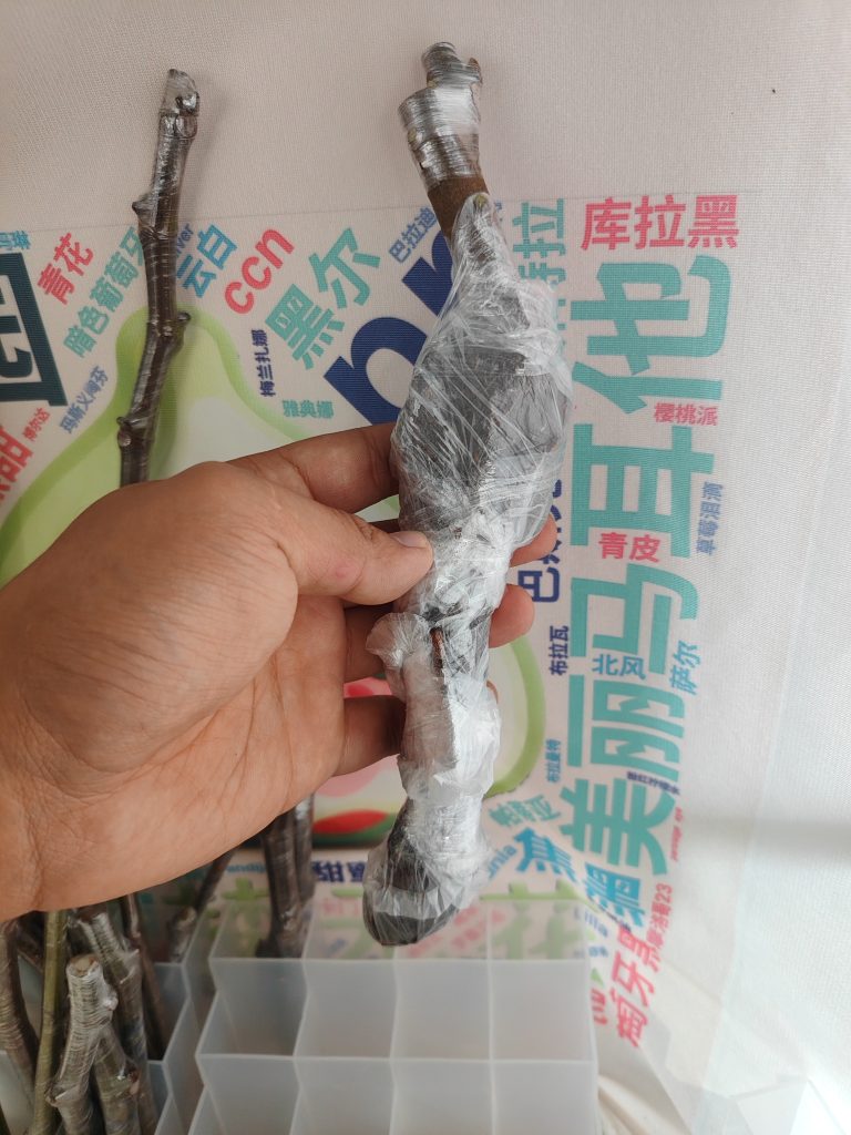 拍卖莫拉维尔利亚白头苗1号-小果迷