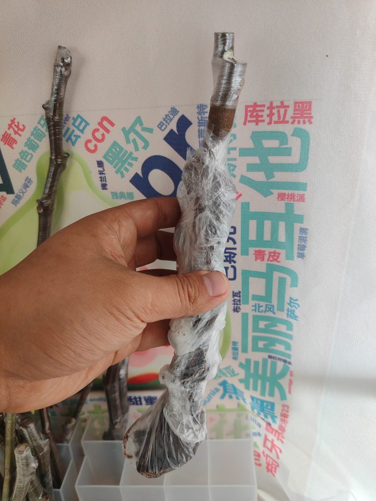 拍卖莫拉维尔利亚白头苗1号-小果迷