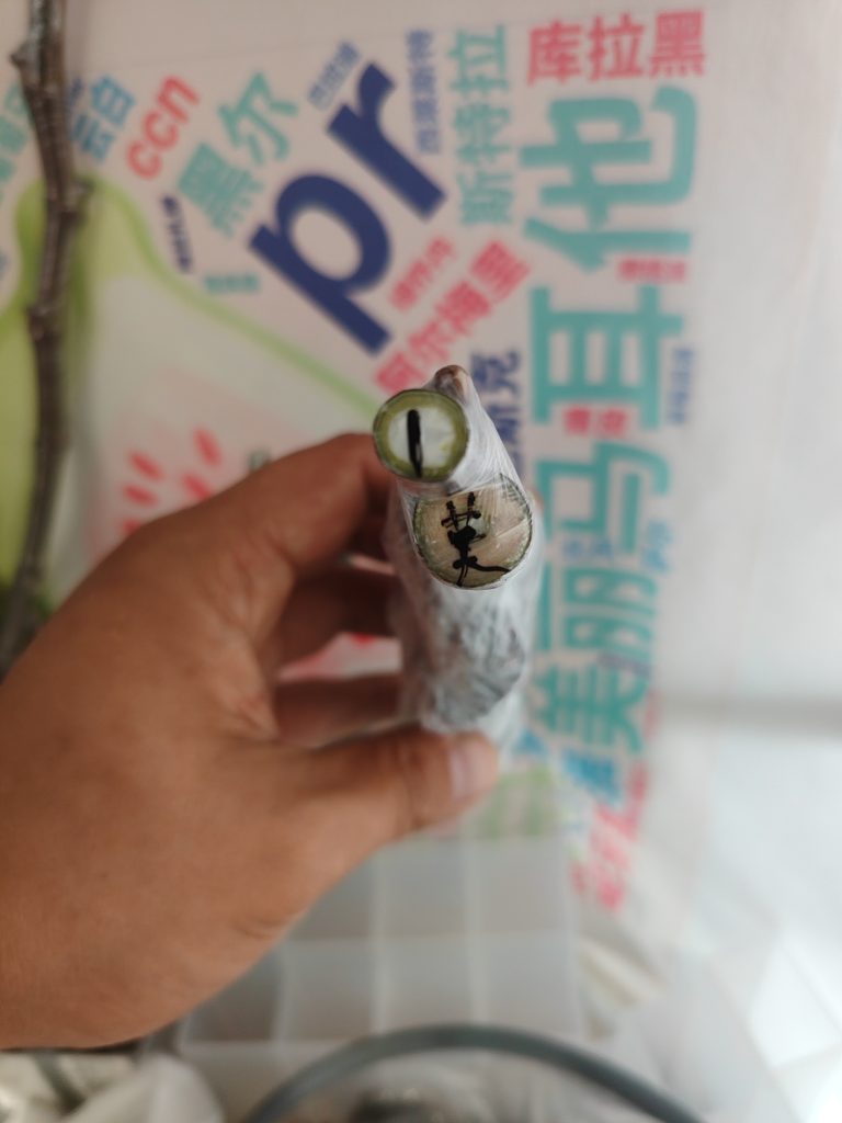 拍卖莫拉维尔利亚白头苗1号-小果迷