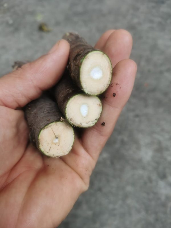 有红美人和艾蜜塔枝条-小果迷