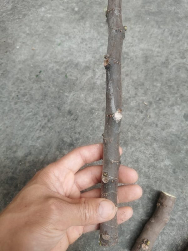 有红美人和艾蜜塔枝条-小果迷