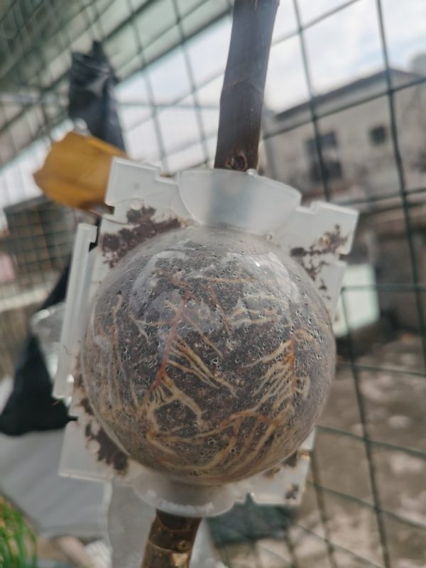 卡尔德隆，卡尔德诺纳高压包-小果迷