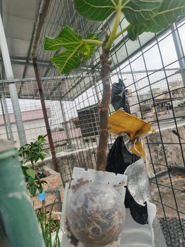 卡尔德隆，卡尔德诺纳高压包-小果迷