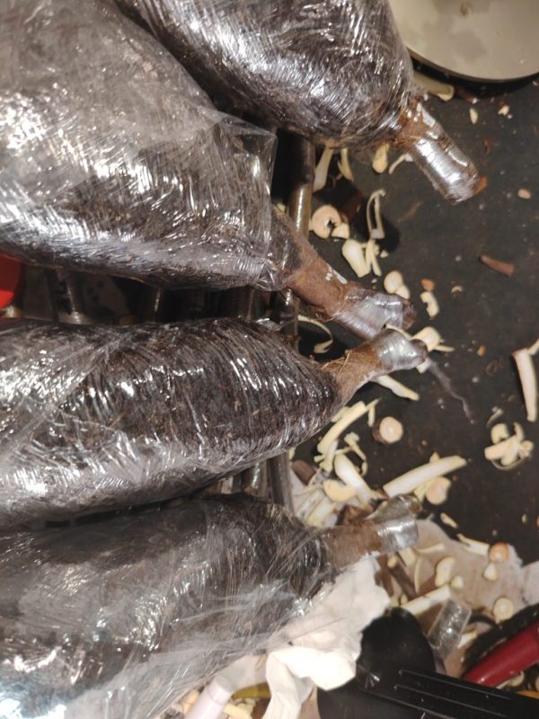 朱爱丽黑无花果嫁接白头苗，随机发一棵-小果迷