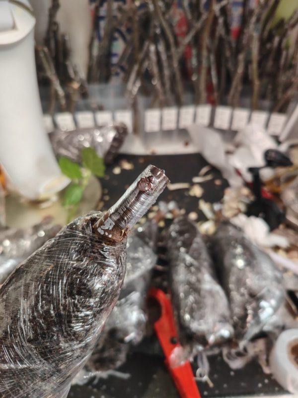 朱爱丽黑无花果嫁接白头苗，随机发一棵-小果迷