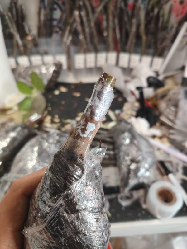 朱爱丽黑无花果嫁接白头苗，随机发一棵-小果迷