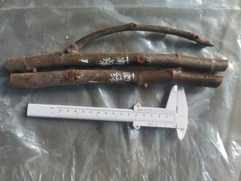 雨绿1组如图-小果迷