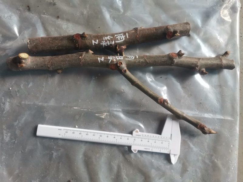 雨绿2组如图-小果迷