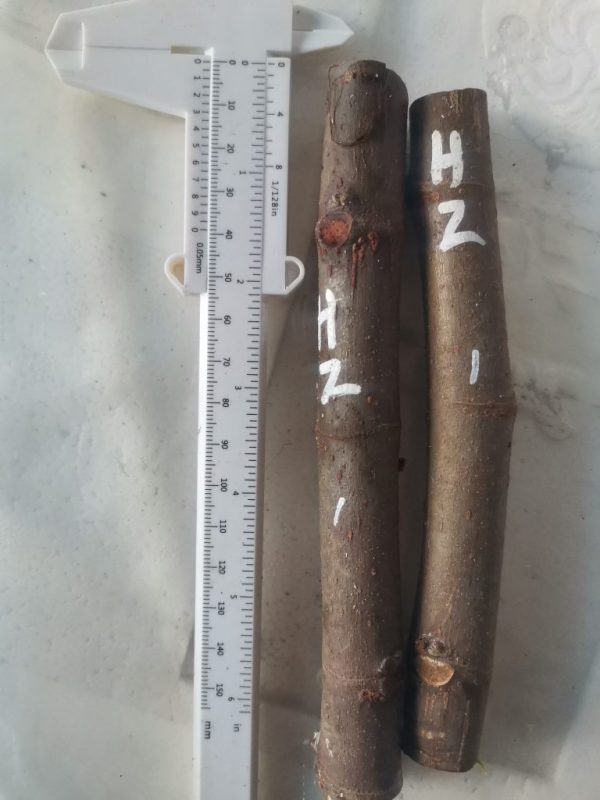 黑扎达尔扦插枝条1组-小果迷