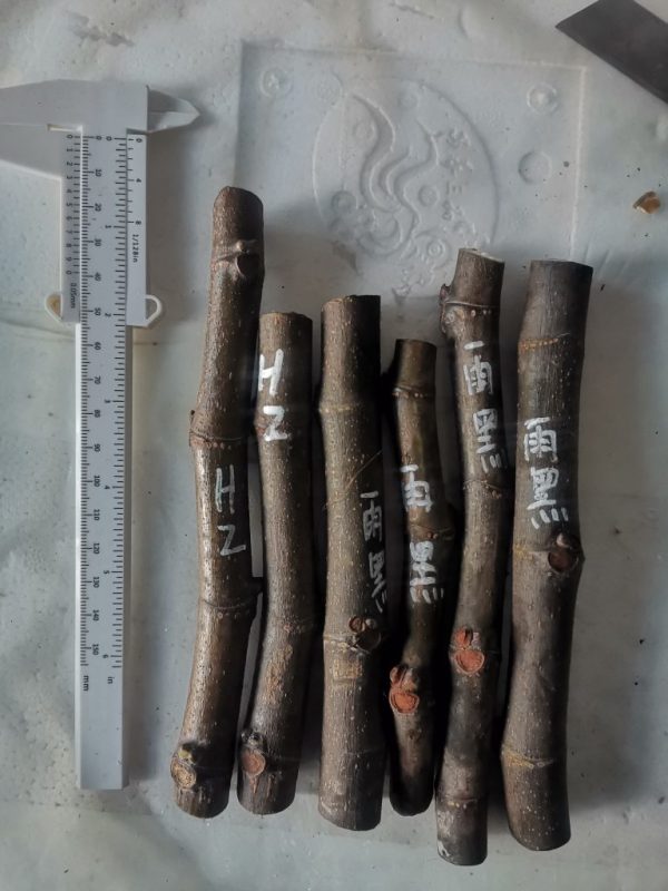 黑扎2雨黑4-小果迷