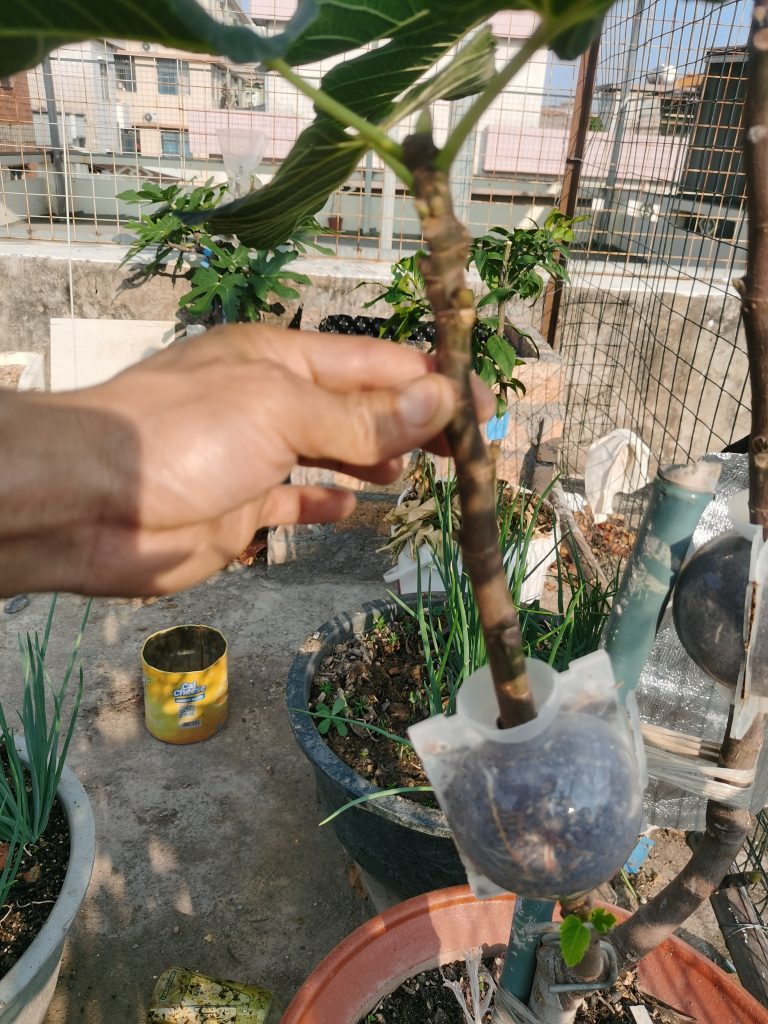 评论图片-小果迷