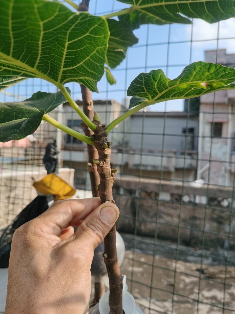 评论图片-小果迷