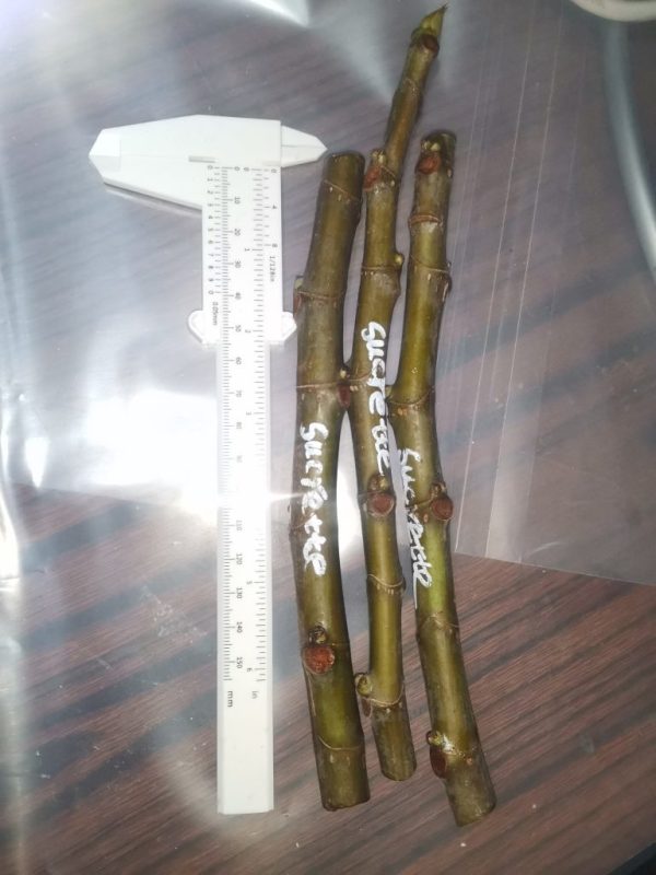 Sucrette3支-小果迷