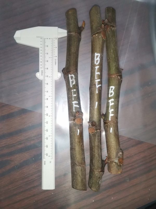 BFF枝条1组3支-小果迷