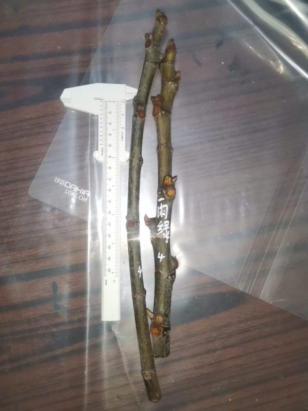 雨绿枝条4组-小果迷