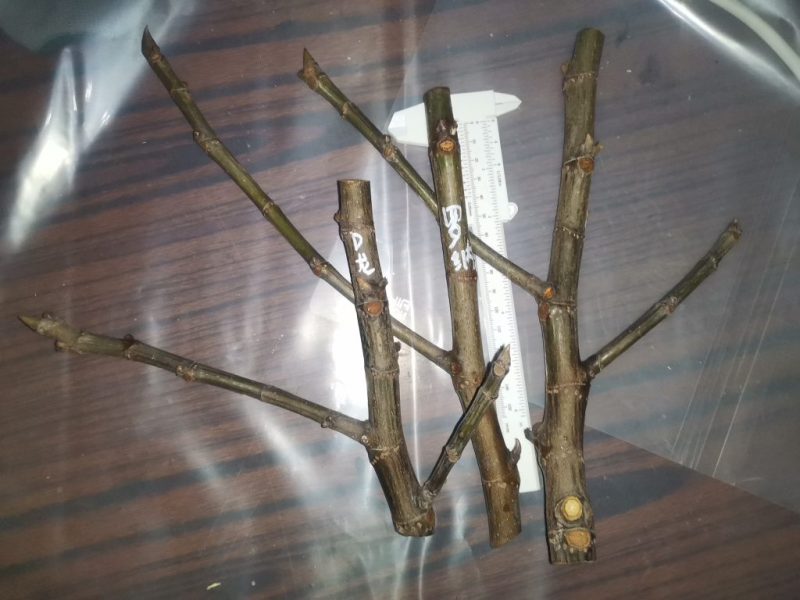 卡尔德罗纳1卡尔德龙2-小果迷