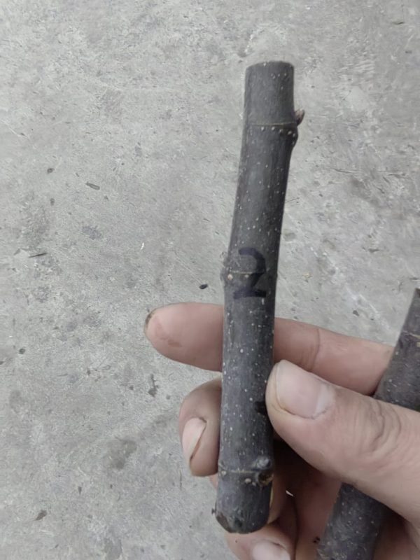 wild（野生一号）授粉公树枝条2（来自蓝天）-小果迷