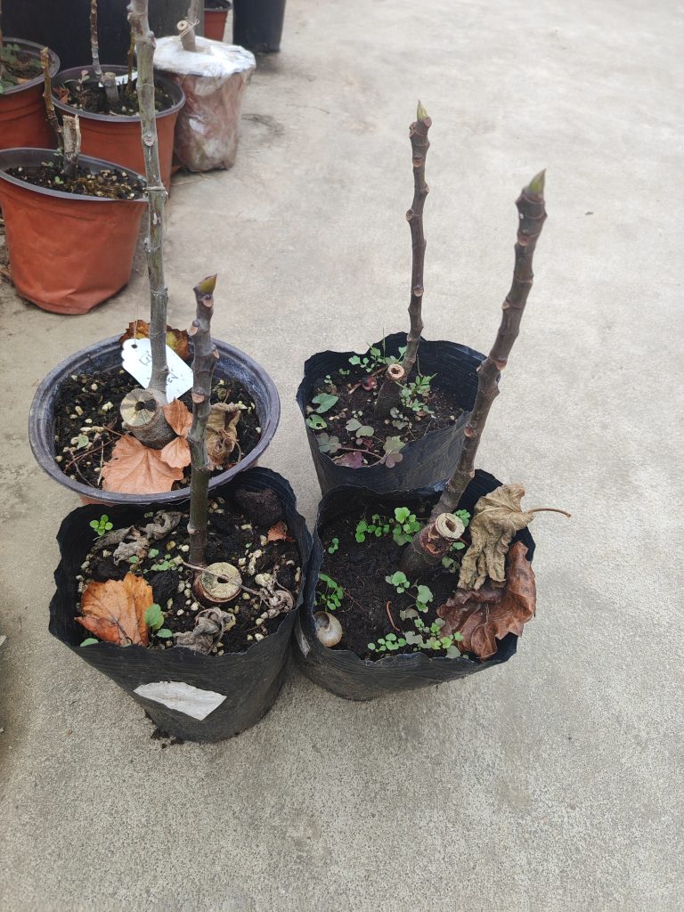 小果迷-种植爱好者交流互动平台