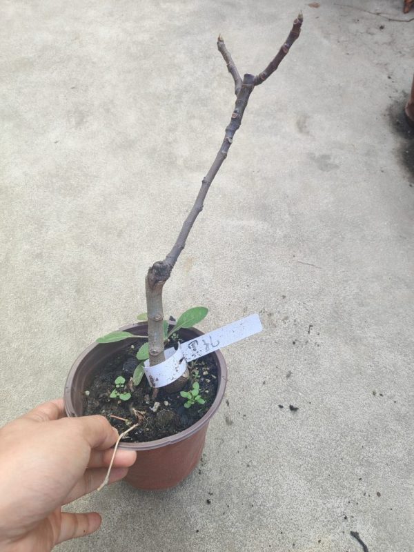 黑扎达尔无花果嫁接杯苗-小果迷