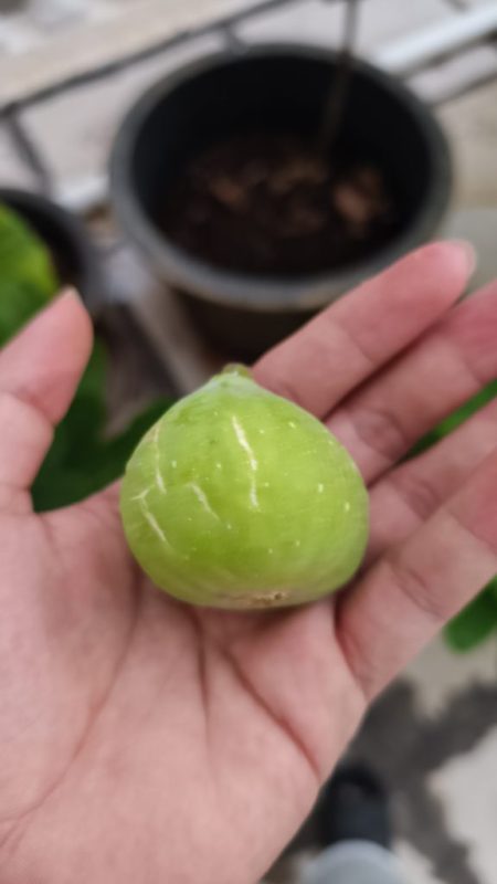 有冰裂纹的青皮-小果迷