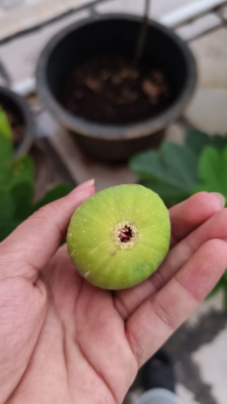 有冰裂纹的青皮-小果迷