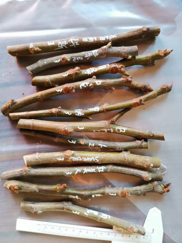 枝条一组编号3-小果迷