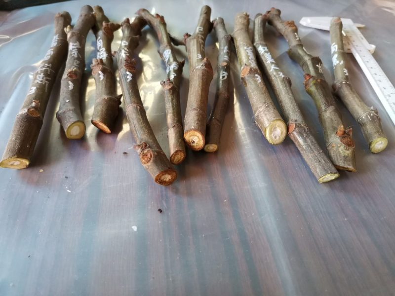 枝条一组编号3-小果迷