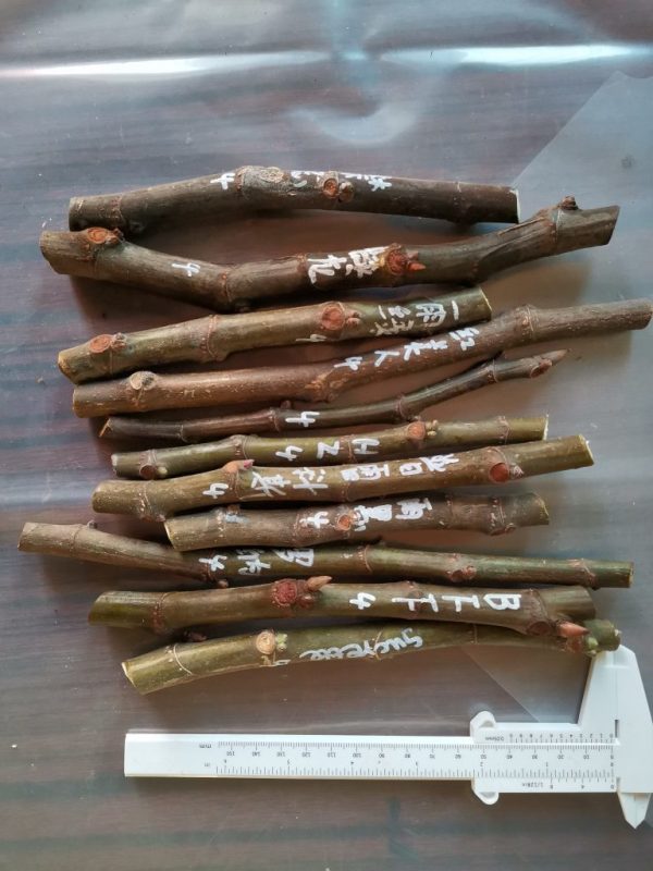 枝条一组编号4-小果迷