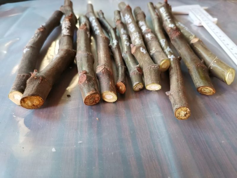 枝条一组编号4-小果迷