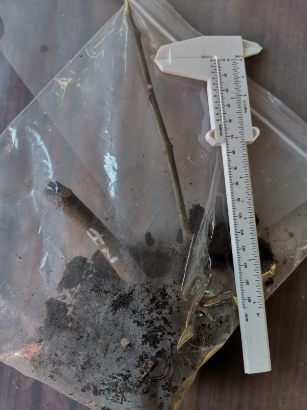 黑扎达尔嫁接口高压包生根枝条根少，如图土散了。-小果迷